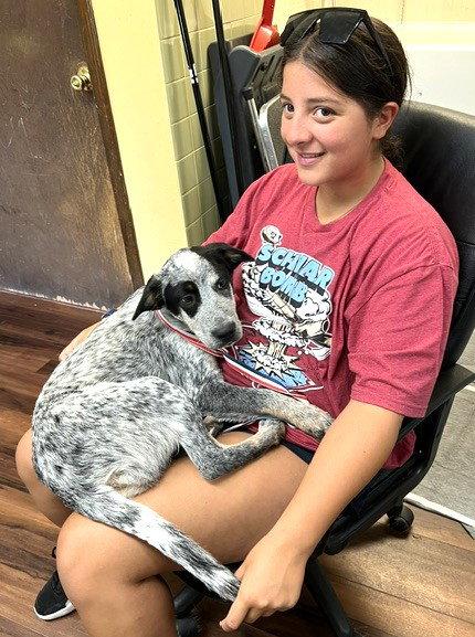 Vinnie, Adopted, Puppy Male Border Collie & Labrador Retriever.