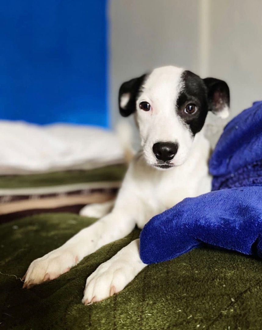 Sully, Adopted, Puppy Male Pit Bull Terrier & Parson Russell Terrier.
