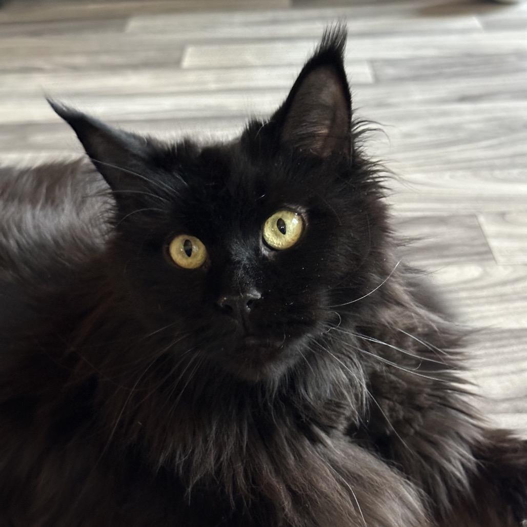 Felicity thumbnail 2