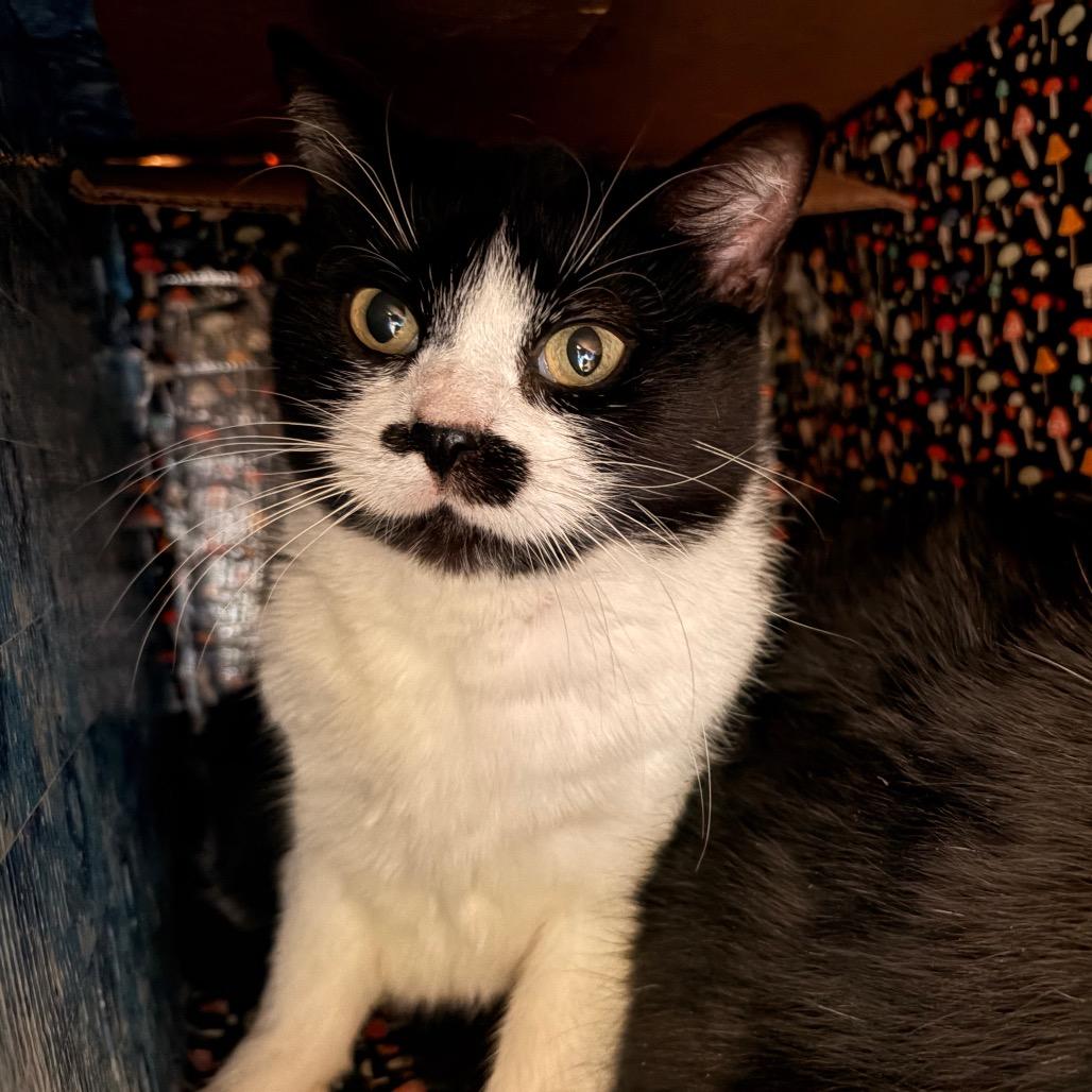 Nutmeg, Adoptable, Adult Female Domestic Short Hair.