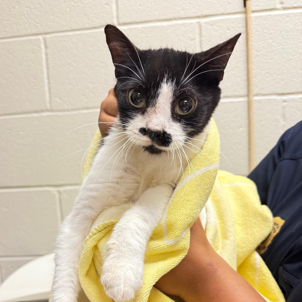 Enlarge Nutmeg, a Adoptable Domestic Short Hair in Bristol, IN image 2/3