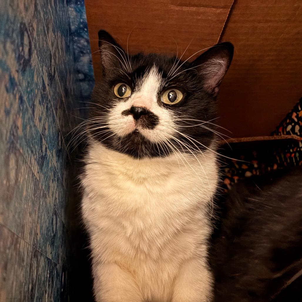 Enlarge Nutmeg, a Adoptable Domestic Short Hair in Bristol, IN image 3/3