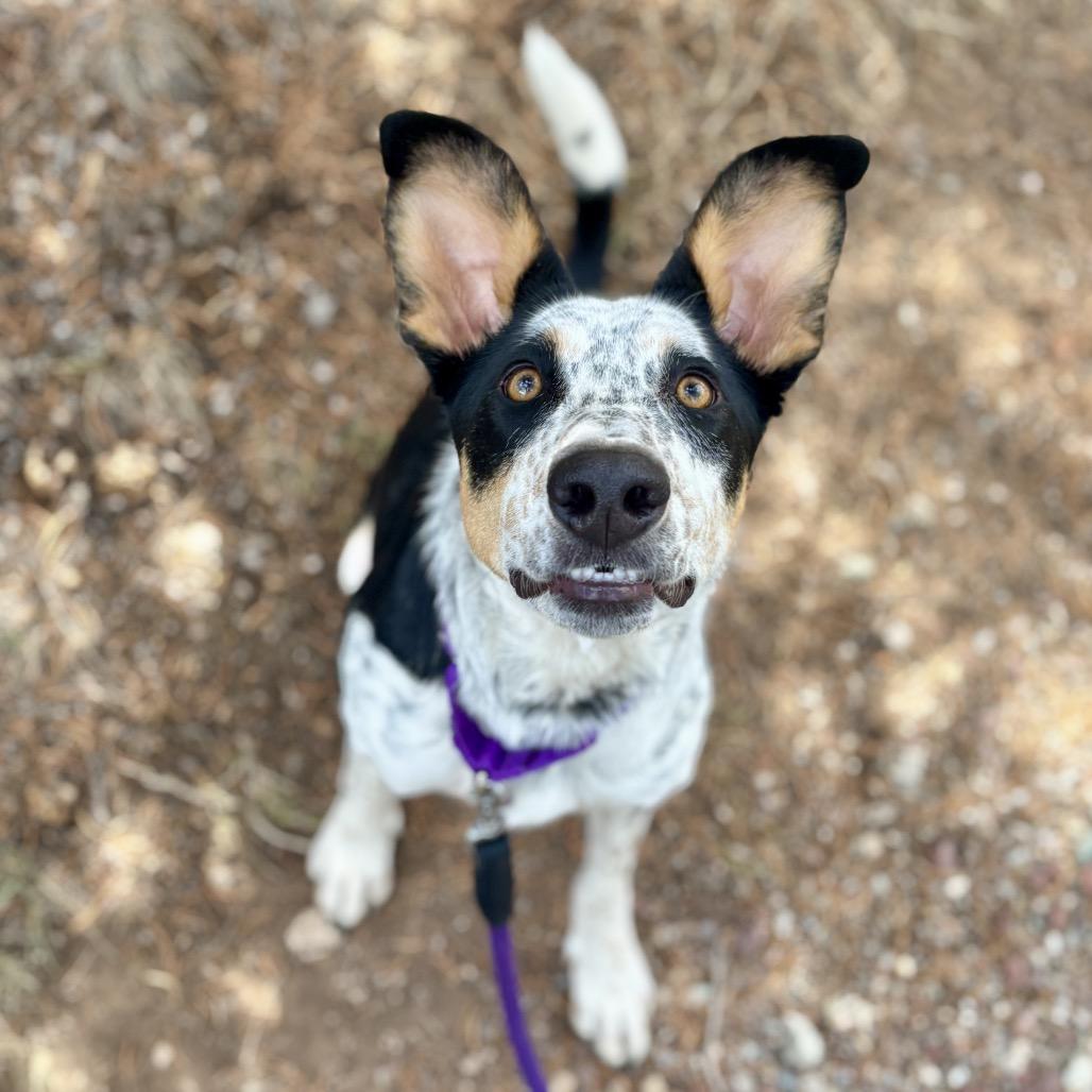 Ramsey, Adoptable, Adult Female Mixed Breed & Cattle Dog.