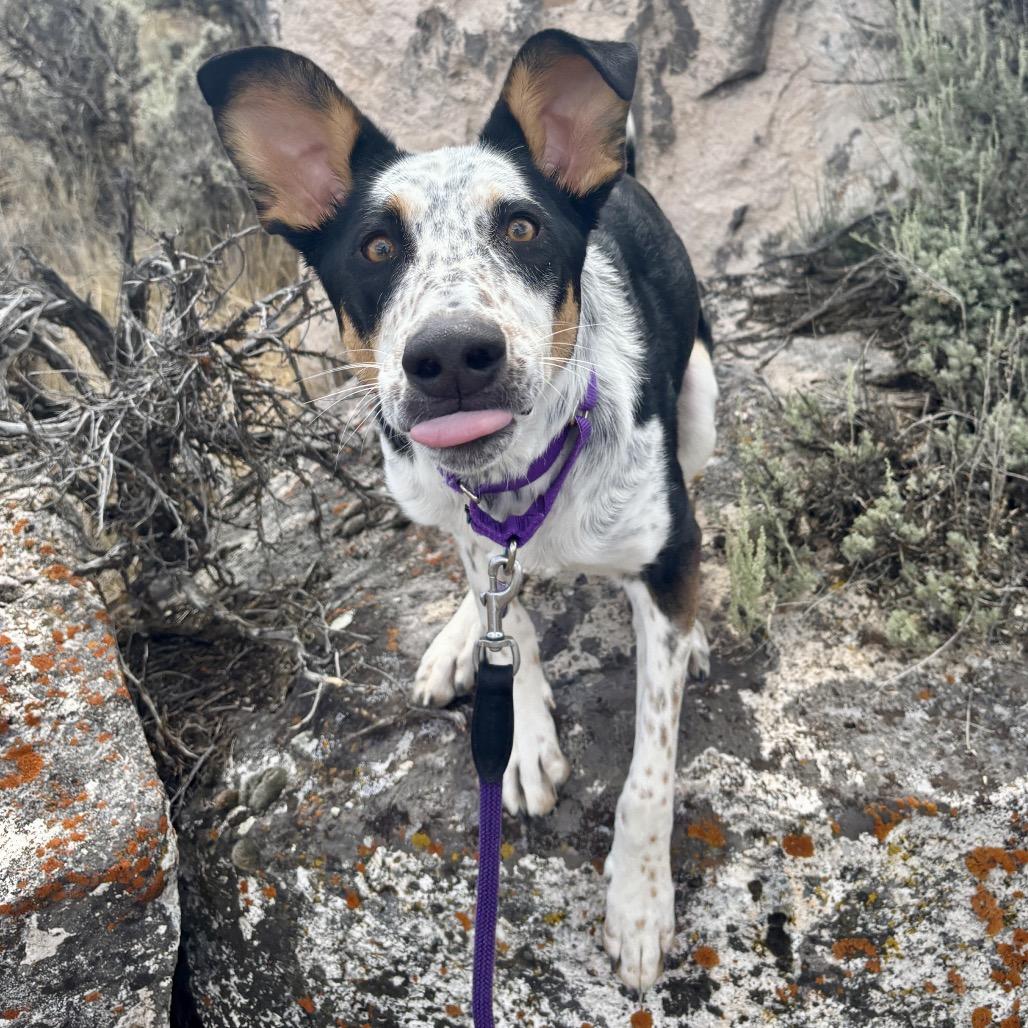 Ramsey, Adoptable, Adult Female Mixed Breed & Cattle Dog.