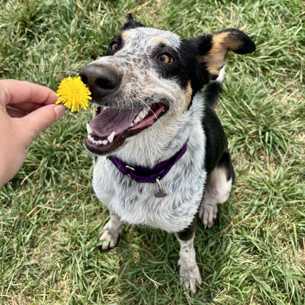 Ramsey, a Adoptable mixed breed in Glenwood Springs, CO image 2/6