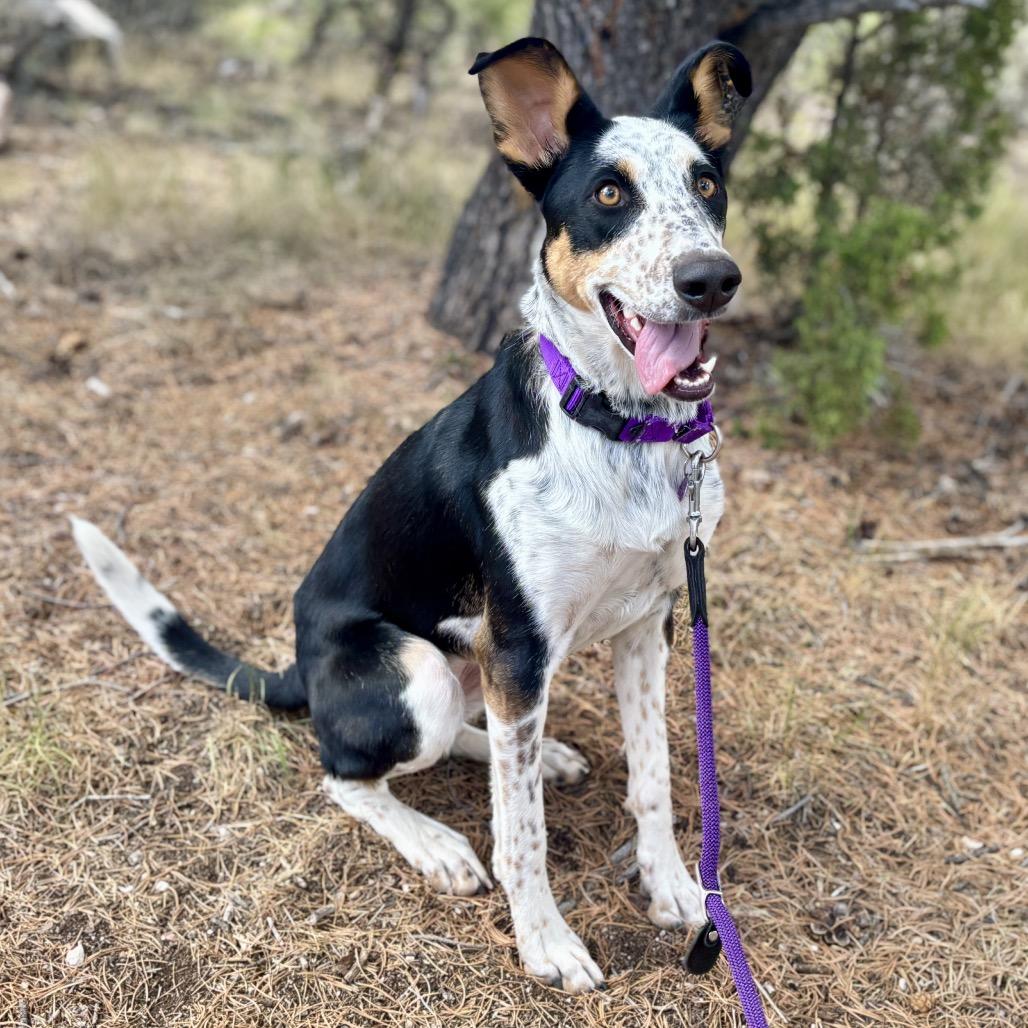 Enlarge Ramsey, a Adoptable mixed breed in Glenwood Springs, CO image 3/5