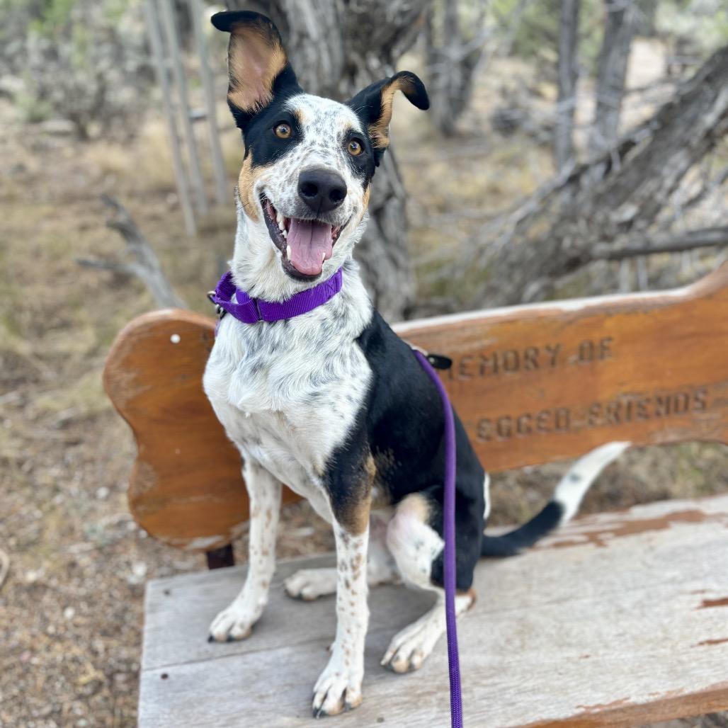 Enlarge Ramsey, a Adoptable mixed breed in Glenwood Springs, CO image 2/6