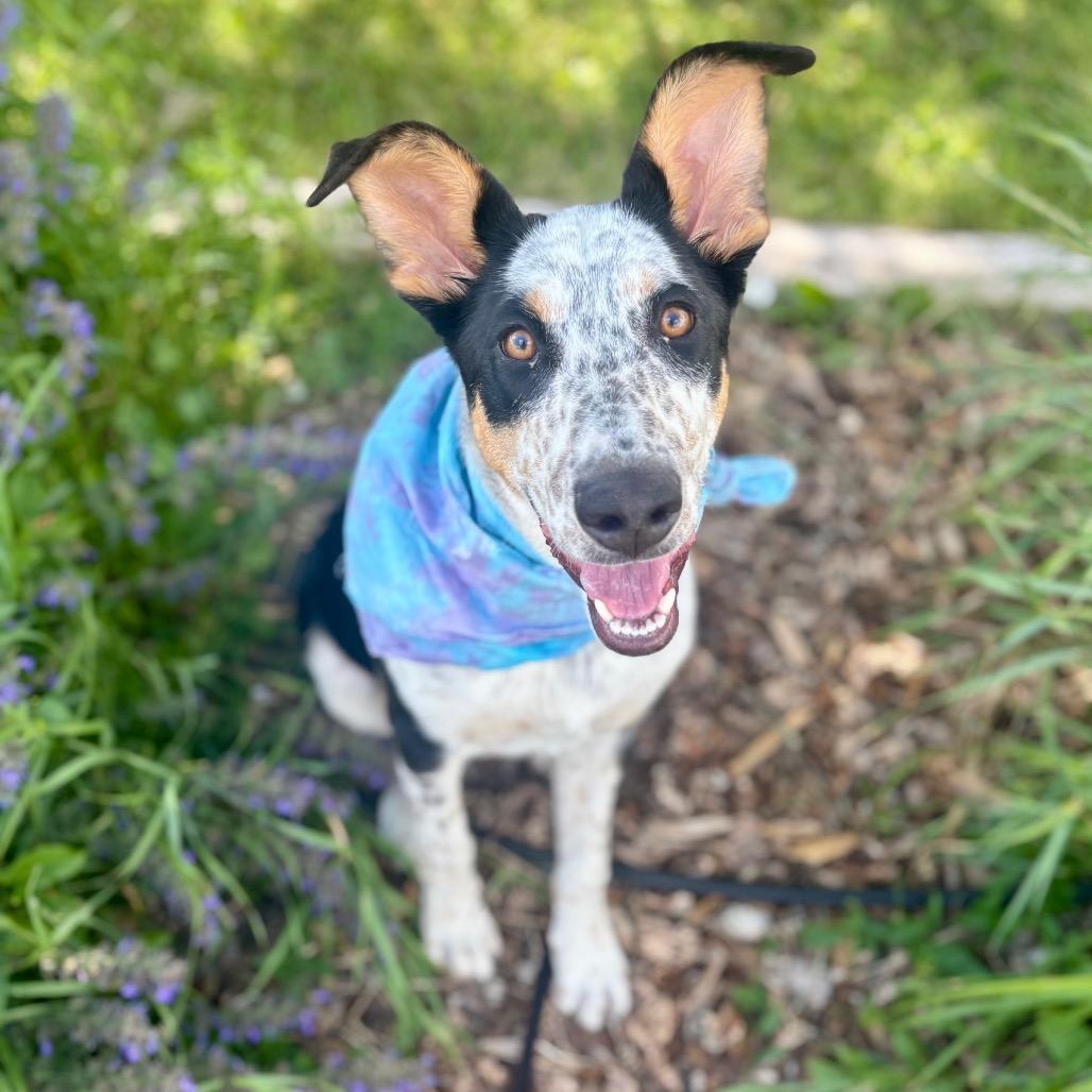 Enlarge Ramsey, a Adoptable mixed breed in Glenwood Springs, CO image 3/6