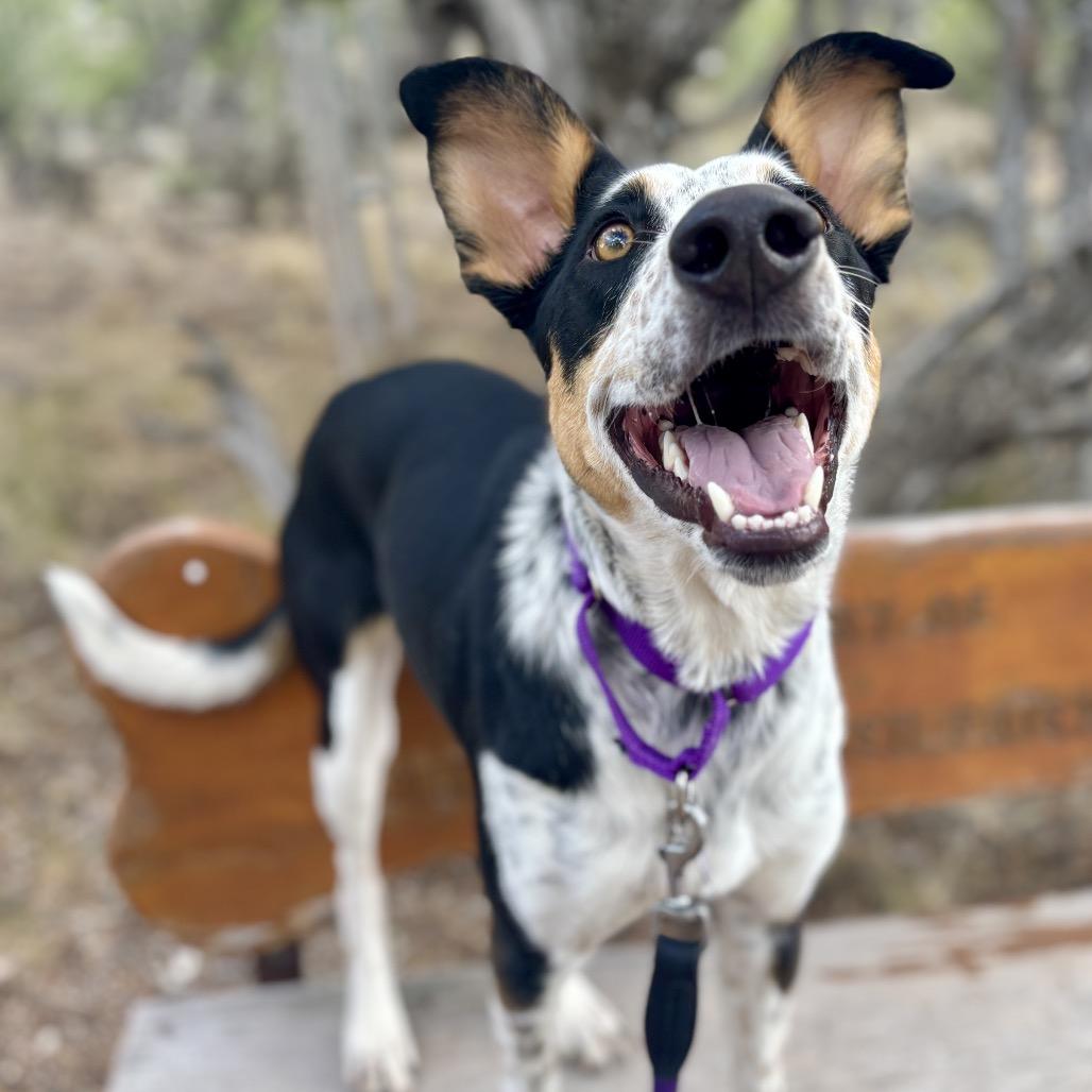 Enlarge Ramsey, a Adoptable mixed breed in Glenwood Springs, CO image 5/6
