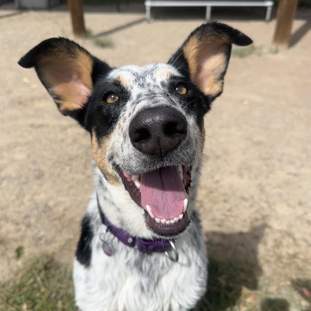 Enlarge Ramsey, a Adoptable mixed breed in Glenwood Springs, CO image 4/5