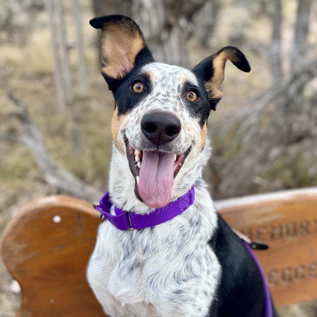 Enlarge Ramsey, a Adoptable mixed breed in Glenwood Springs, CO image 6/6