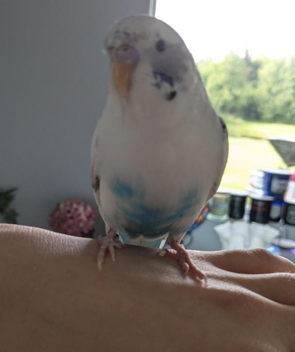 Enlarge Snowbert and Obo (Wasilla), a ADOPTABLE Budgie / Budgerigar in Anchorage, AK image 5/6