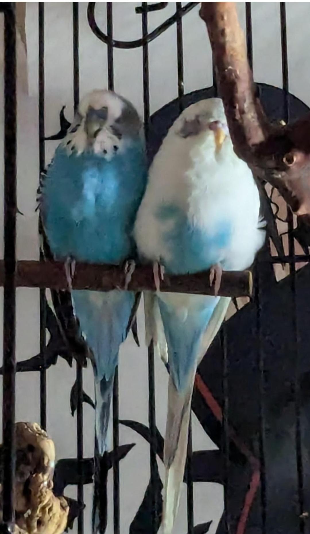 Enlarge Snowbert and Obo (Wasilla), a ADOPTABLE Budgie / Budgerigar in Anchorage, AK image 3/6