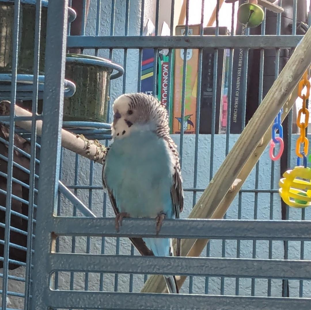 Enlarge Snowbert and Obo (Wasilla), a ADOPTABLE Budgie / Budgerigar in Anchorage, AK image 4/6