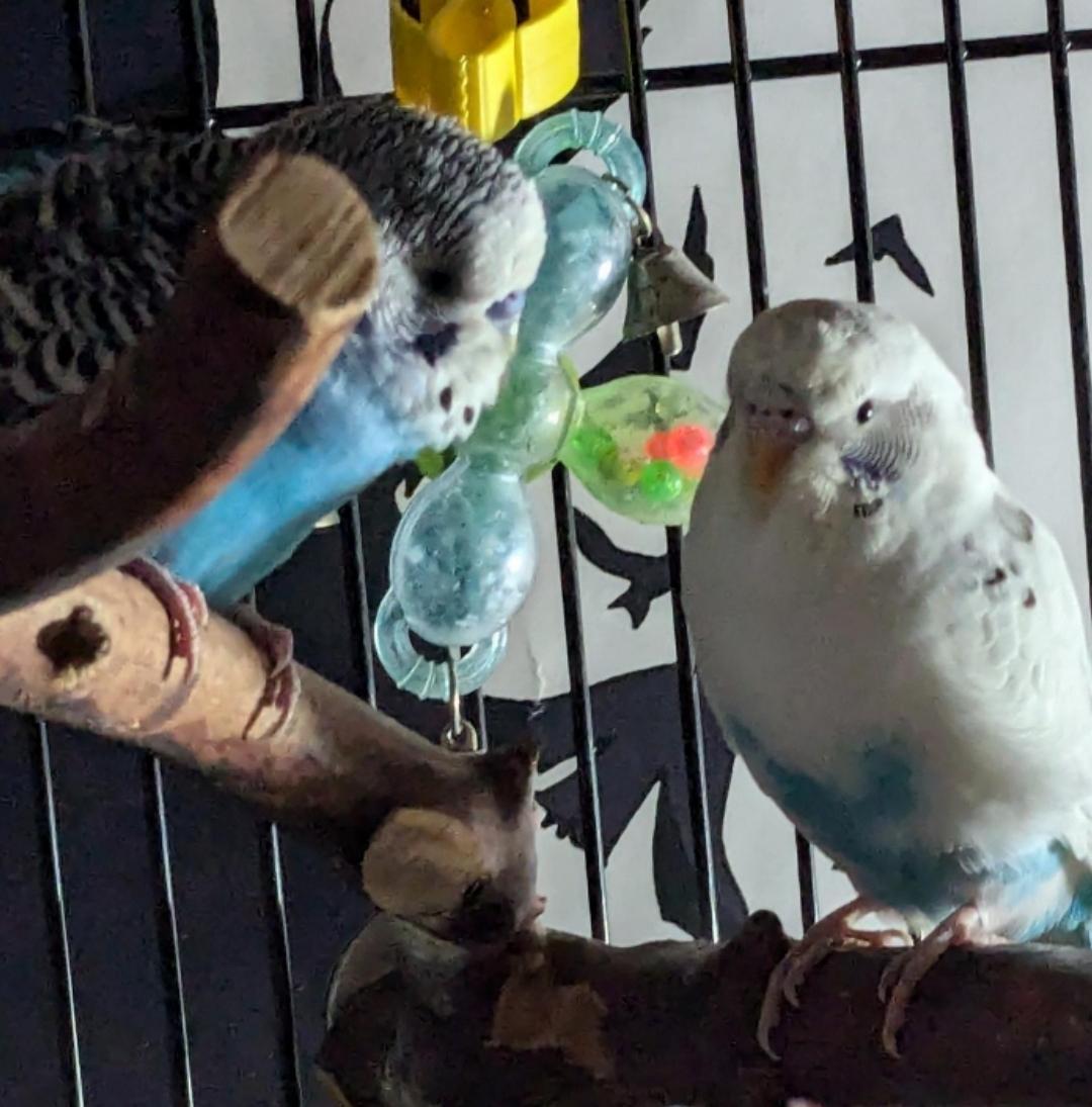 Snowbert and Obo (Wasilla), ADOPTABLE, Young Unknown Budgie / Budgerigar.