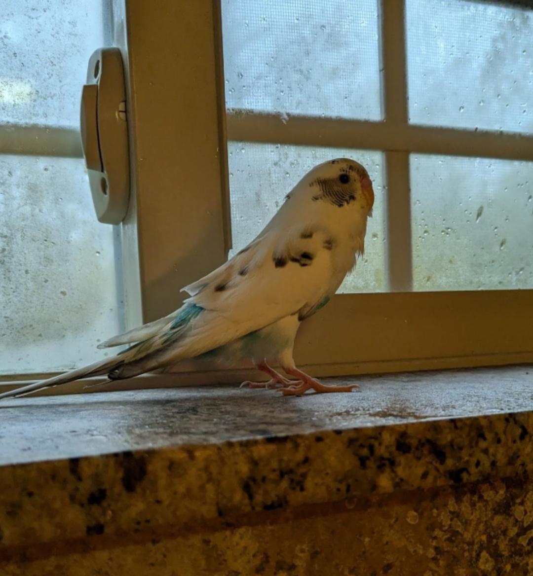 Enlarge Snowbert and Obo (Wasilla), a ADOPTABLE Budgie / Budgerigar in Anchorage, AK image 2/6