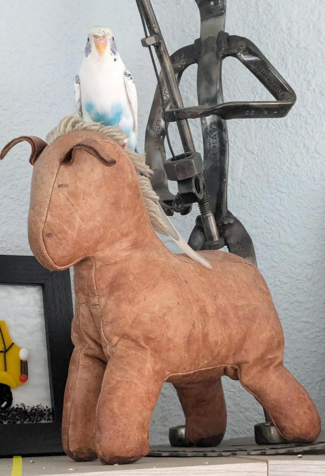 Enlarge Snowbert and Obo (Wasilla), a ADOPTABLE Budgie / Budgerigar in Anchorage, AK image 6/6