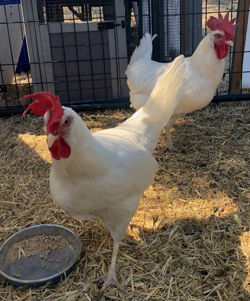 Thelma, Adopted, Young Female Chicken.