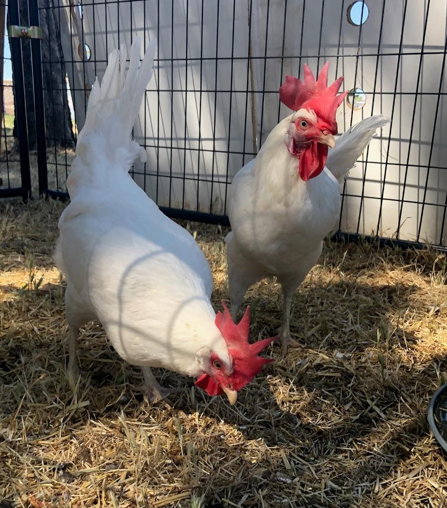 Enlarge Thelma, a Adopted Chicken in Eagle Mountain, UT image 2/2