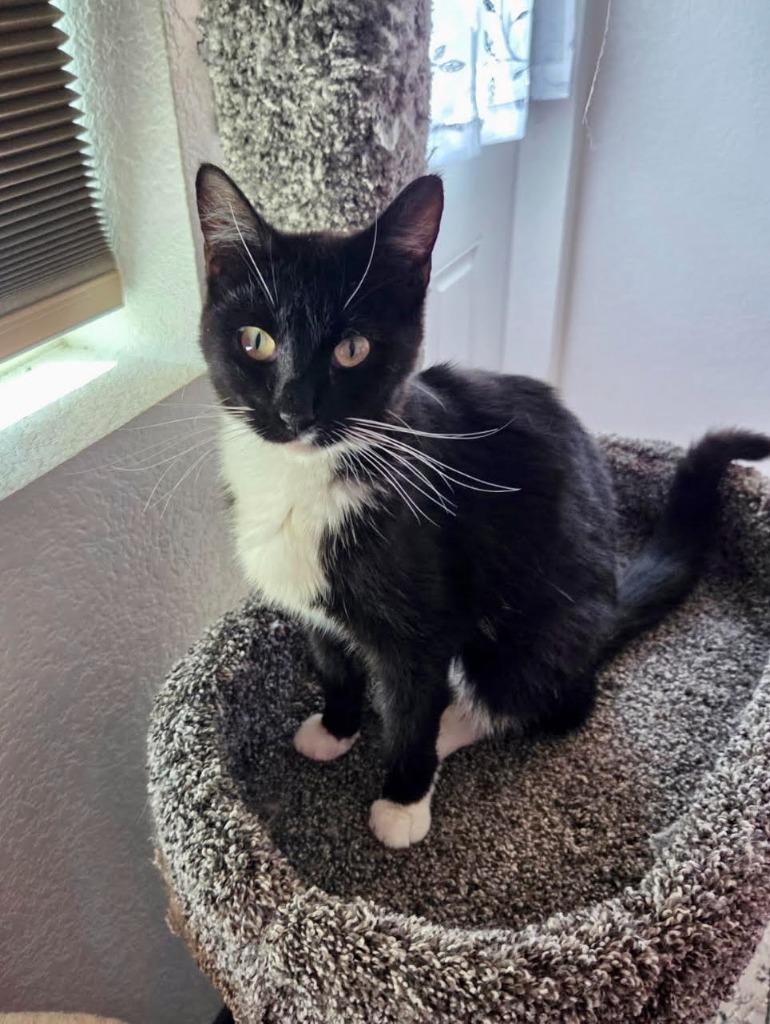 Mittens, Adoptable, Young Female Domestic Short Hair.