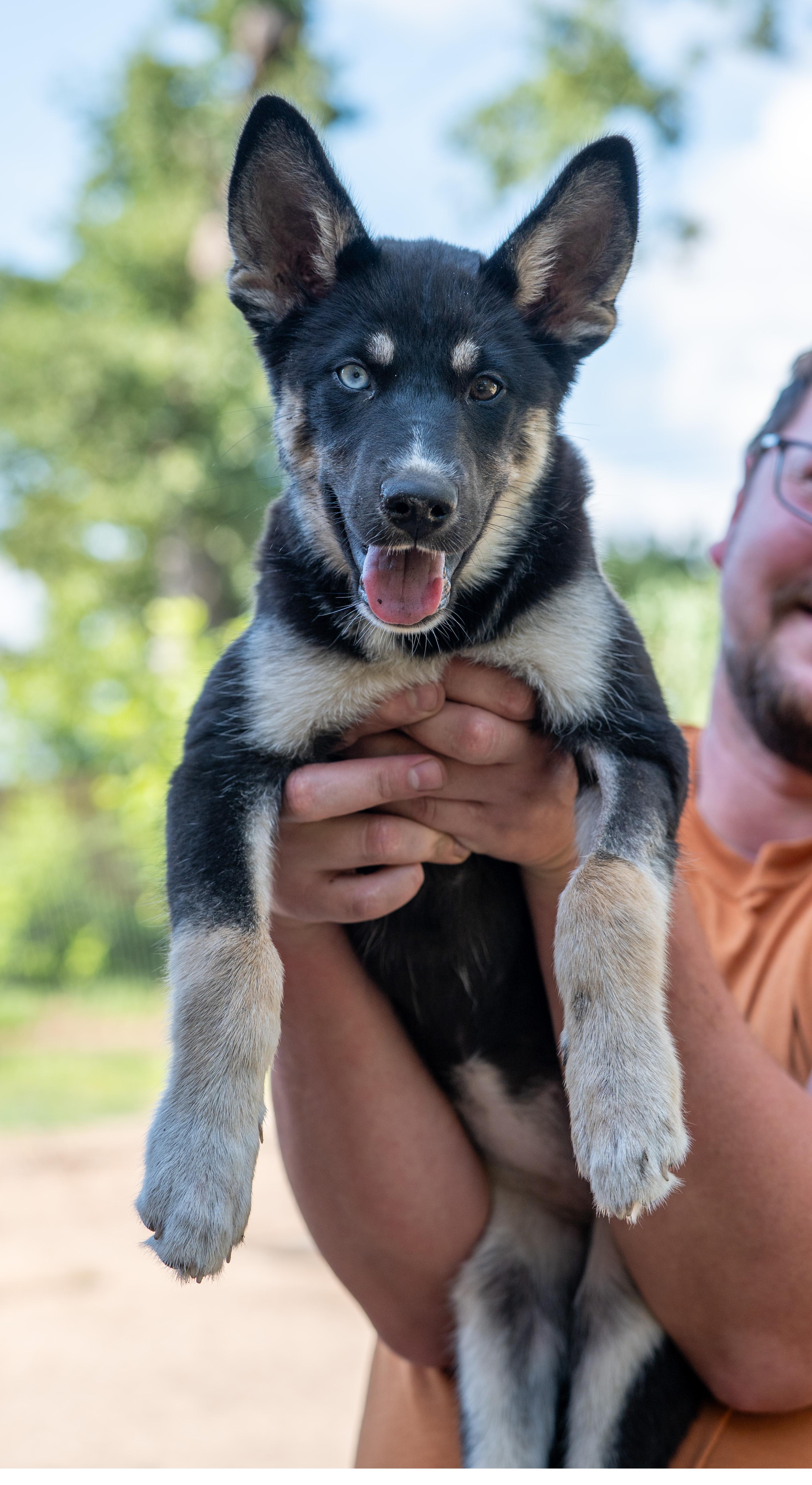 Enlarge Dory, an adopted mixed breed in Troy, IL image 4/6