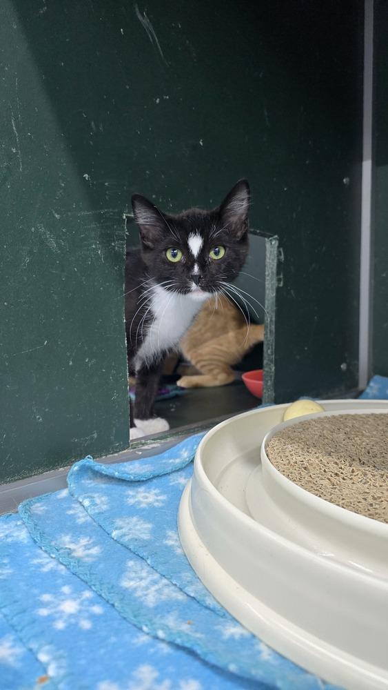 Enlarge Panda, a Adoptable mixed breed in Mishawaka, IN image 1/5