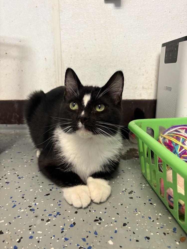 Panda, Adoptable, Kitten Male Domestic Short Hair.