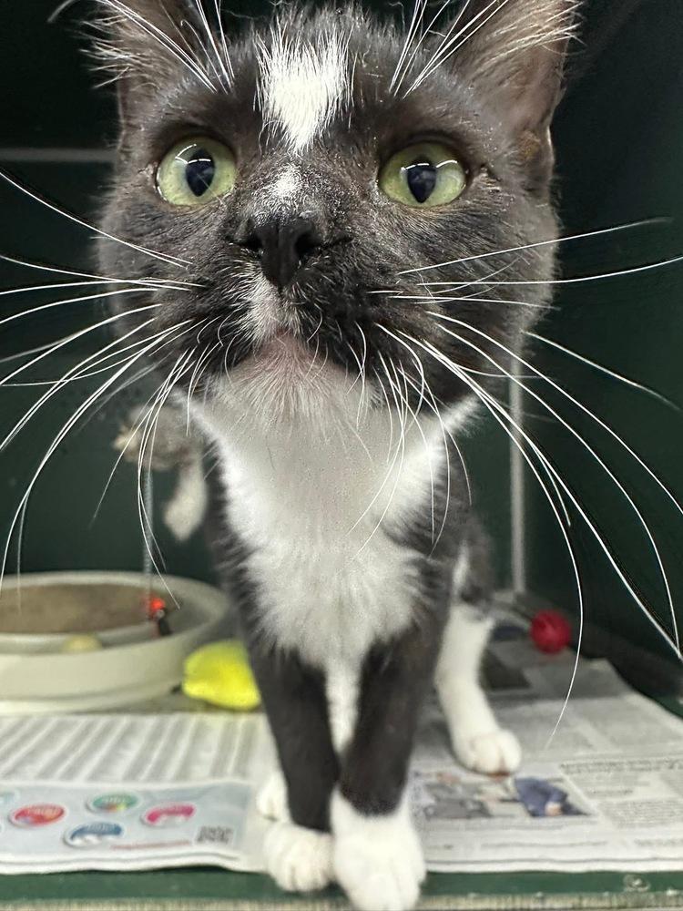 Enlarge Panda, a Adoptable mixed breed in Mishawaka, IN image 3/5