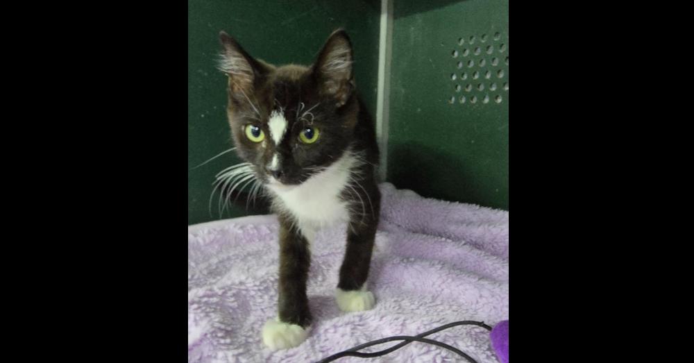 Enlarge Panda, a Adoptable mixed breed in Mishawaka, IN image 4/5