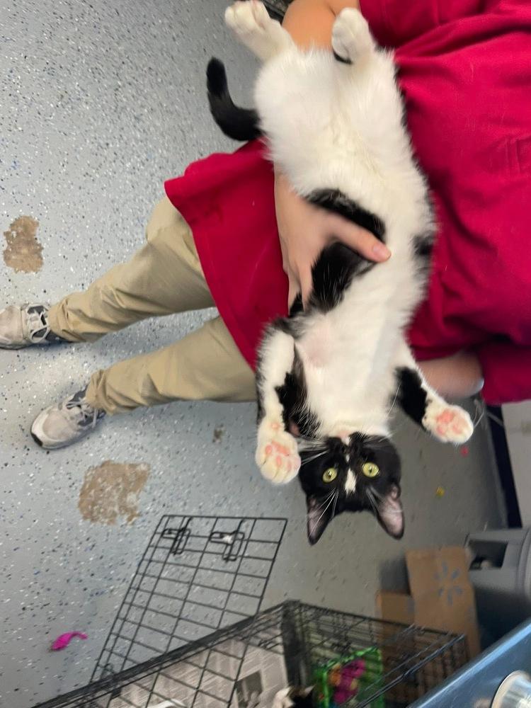 Enlarge Panda, a Adoptable mixed breed in Mishawaka, IN image 5/5