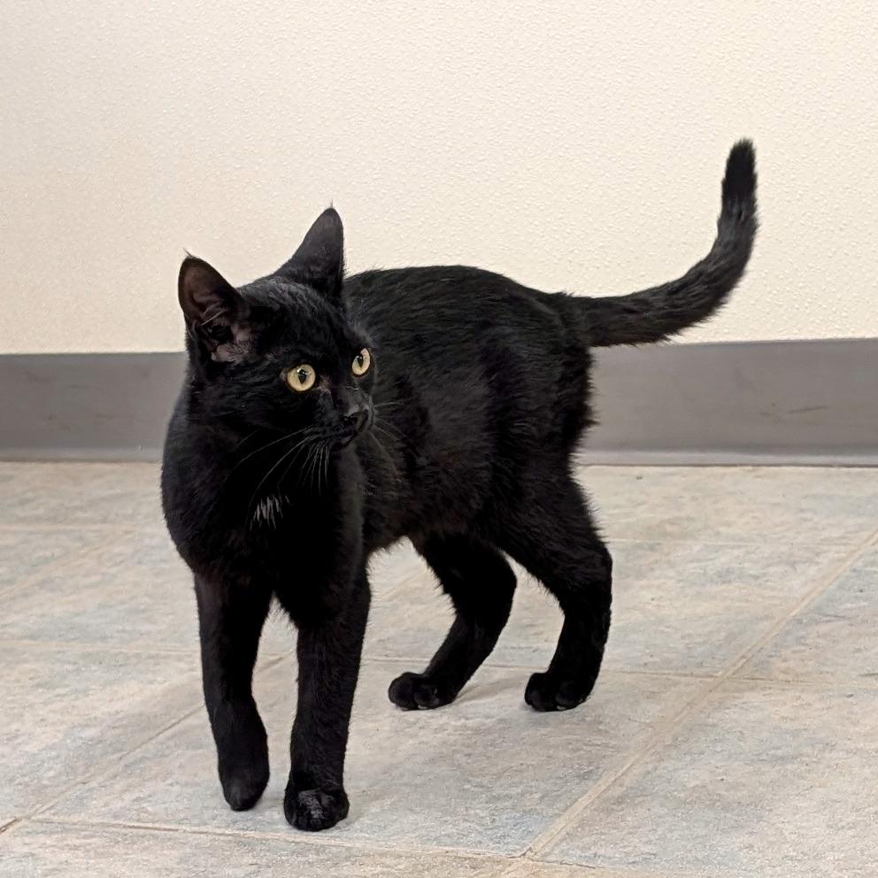 Leaf Blower, a Adoptable Domestic Short Hair in East Smithfield , PA image 1/6