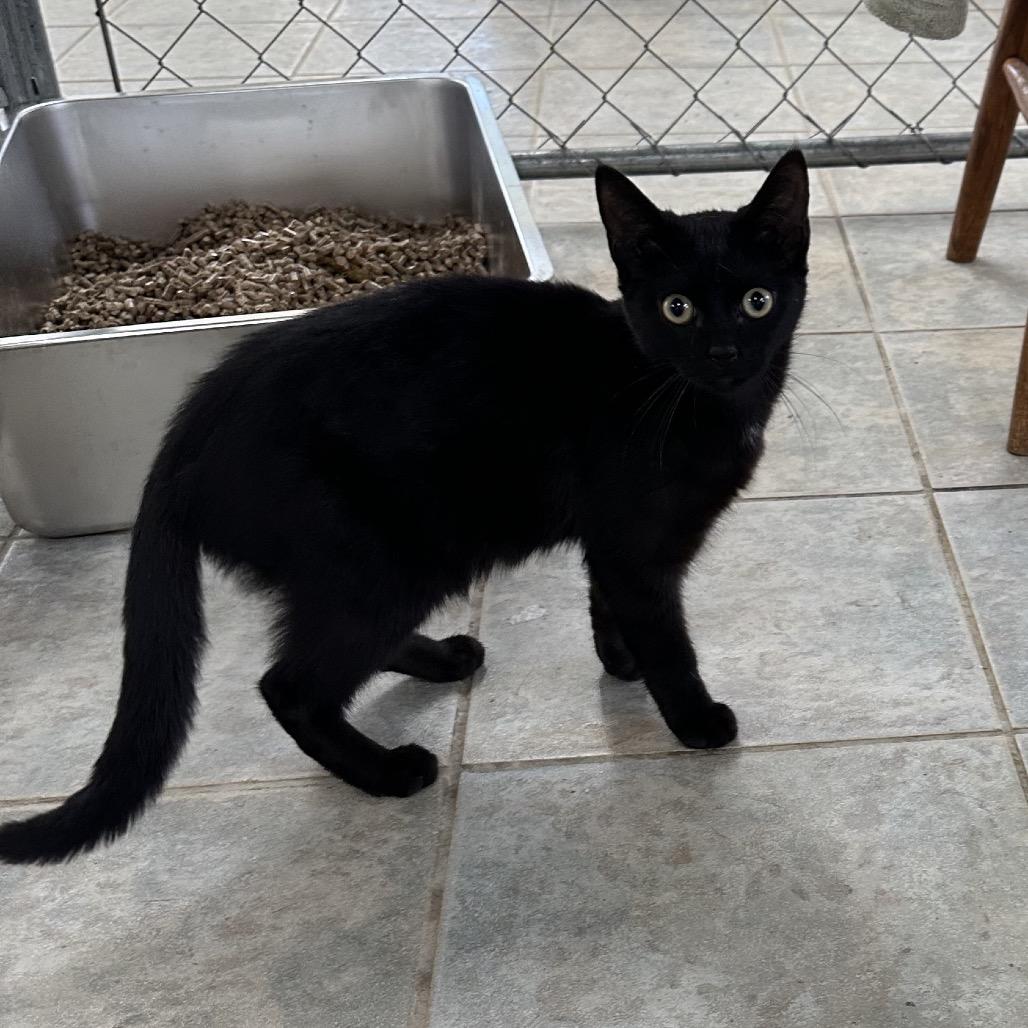 Leaf Blower, a Adoptable Domestic Short Hair in East Smithfield , PA image 2/6