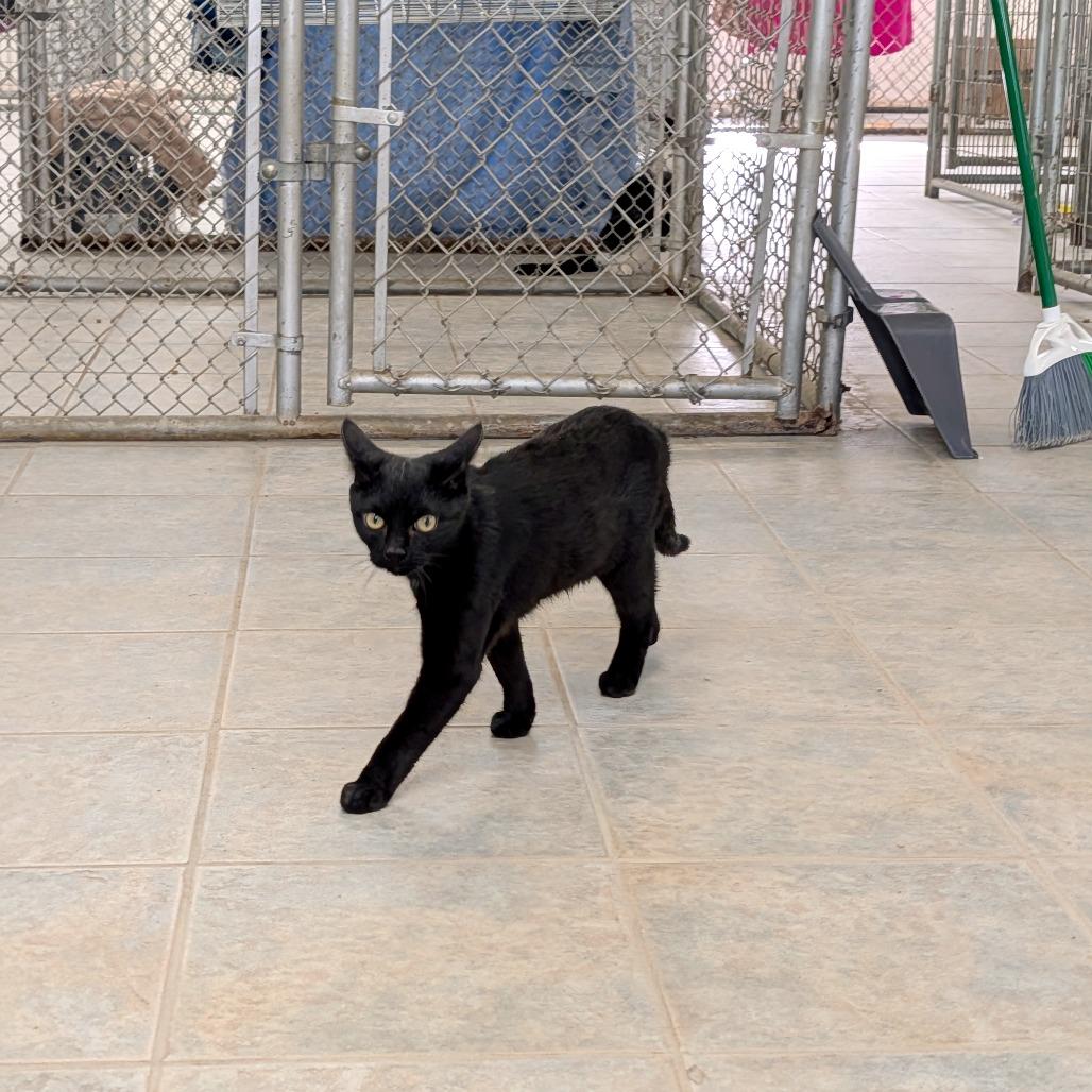 Leaf Blower, a Adoptable Domestic Short Hair in East Smithfield , PA image 5/6