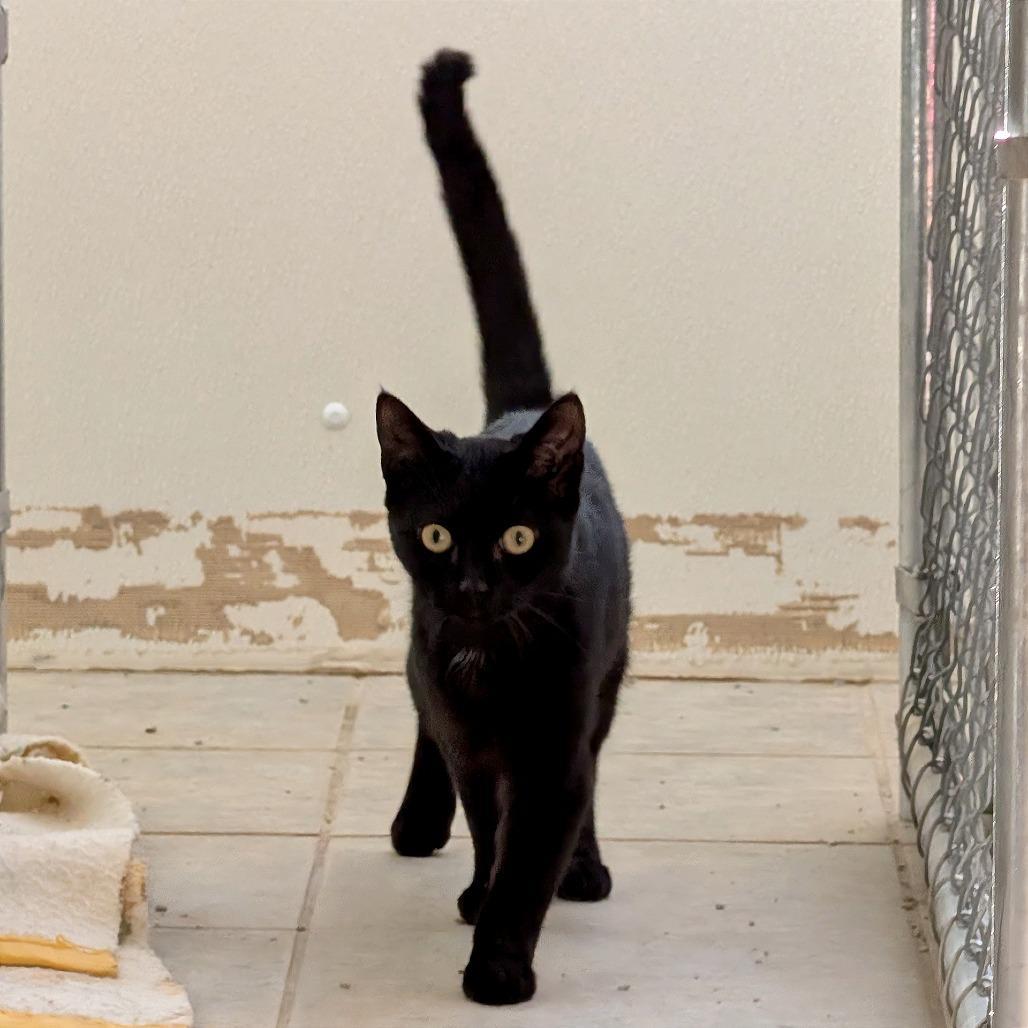 Leaf Blower, a Adoptable Domestic Short Hair in East Smithfield , PA image 6/6