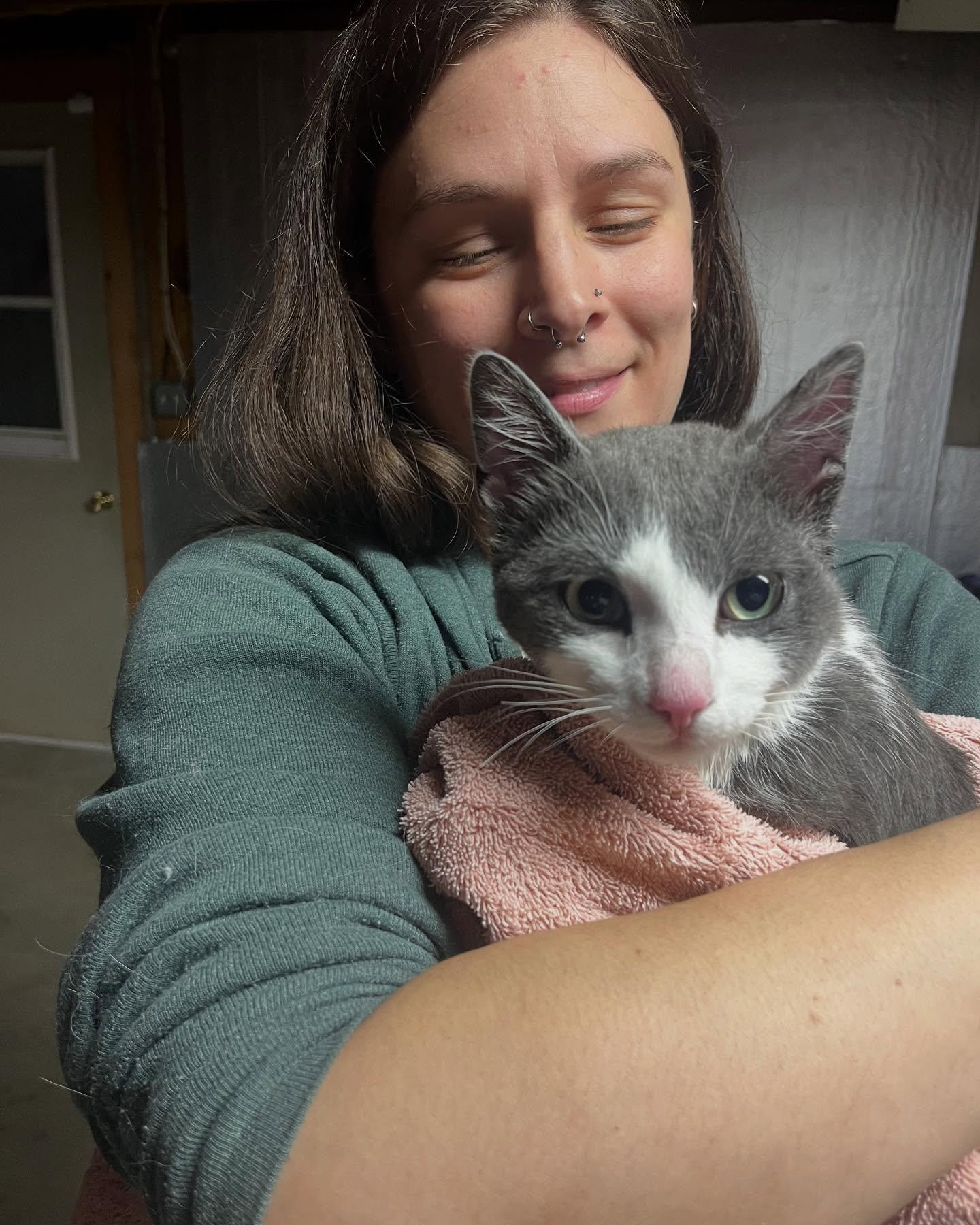 Elliott, Adopted, Kitten Male Domestic Short Hair.