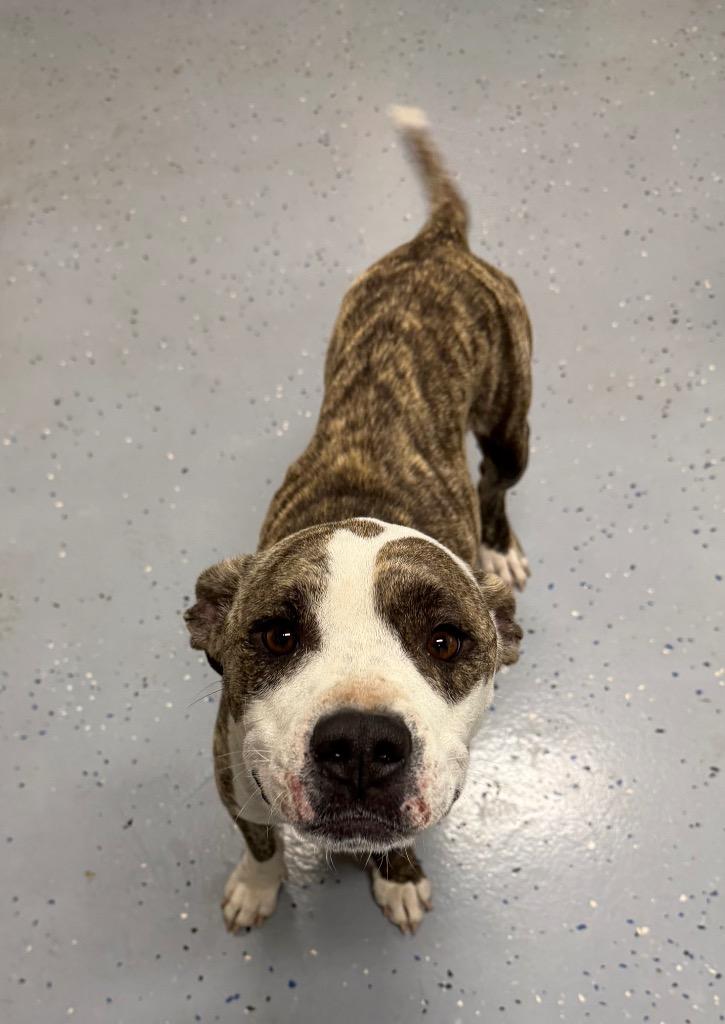 Enlarge Millie, a Adoptable mixed breed in Seven Points, TX image 1/1