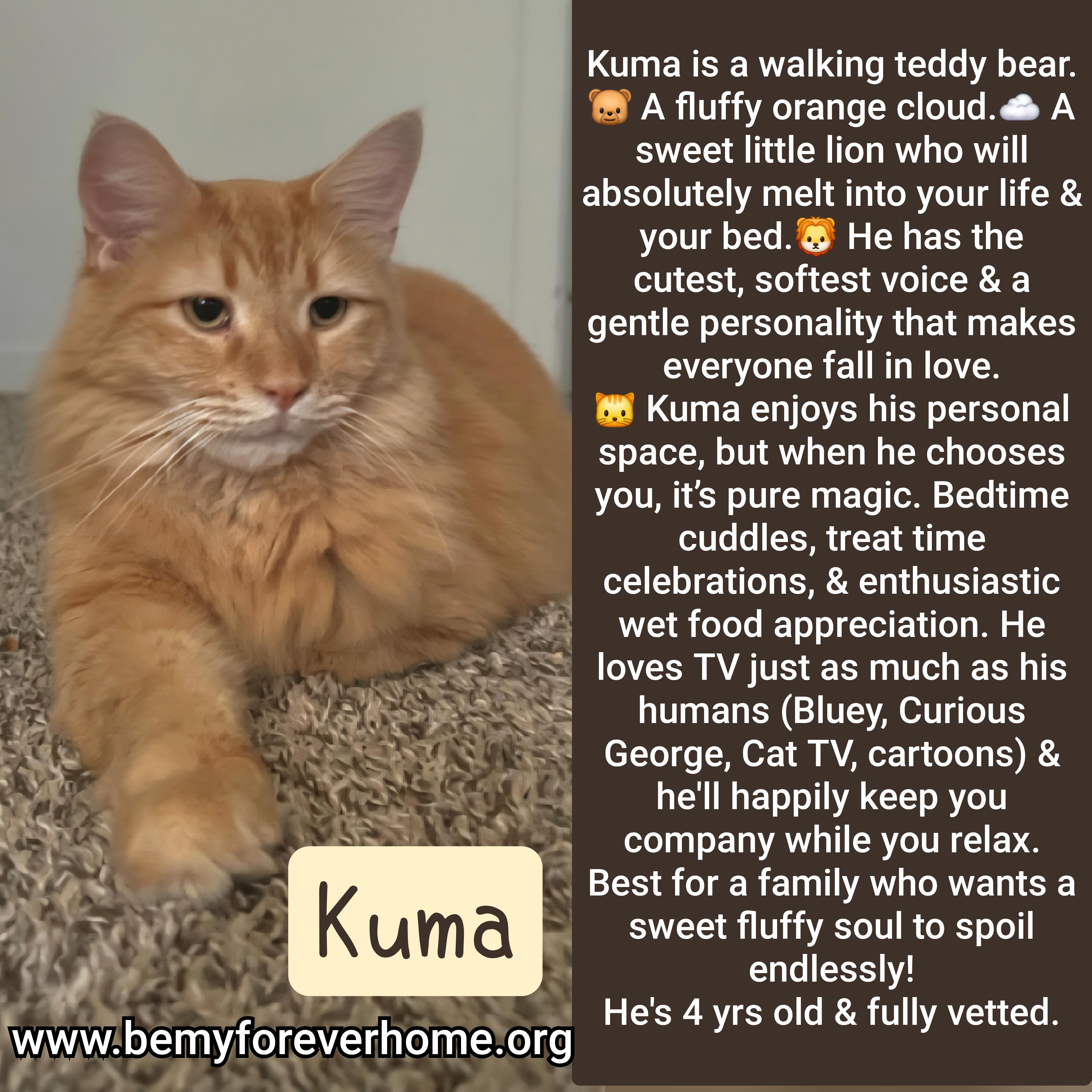 Kuma, adopted, Adult Male Domestic Long Hair.
