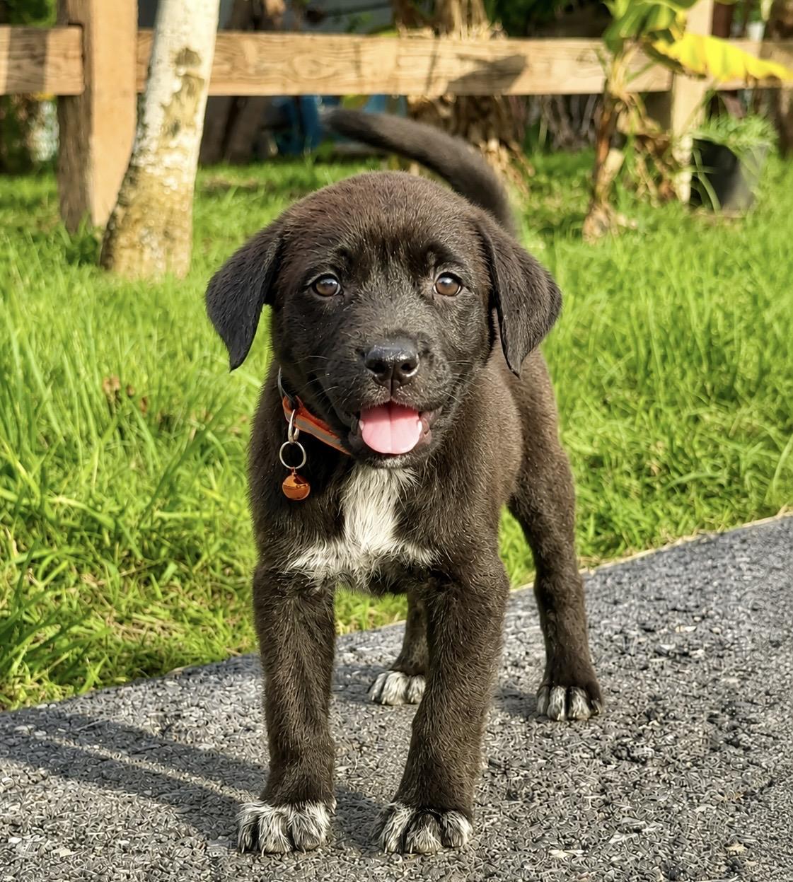 Ozzy - Loving, Happy, loves people, gentle, Boy Puppy LOW ADOPTION FEE, Adoptable, Puppy Male Labrador Retriever & Shepherd.