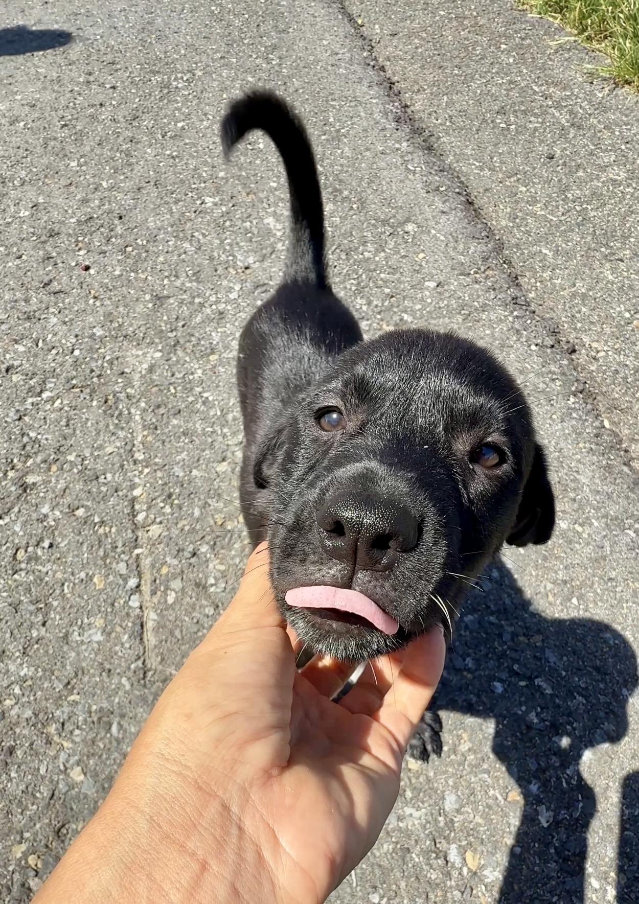 Ozzy - Loving, Happy, loves people, gentle, Boy Puppy LOW ADOPTION FEE, a Adoptable mixed breed in Boston, MA image 5/6