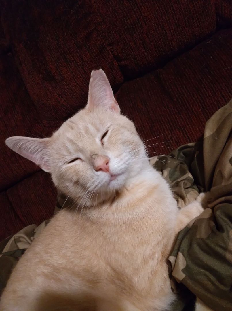 Enlarge Mac N Cheese - RICHMOND, IN, a Adoptable mixed breed in LOWELL, IN image 1/1