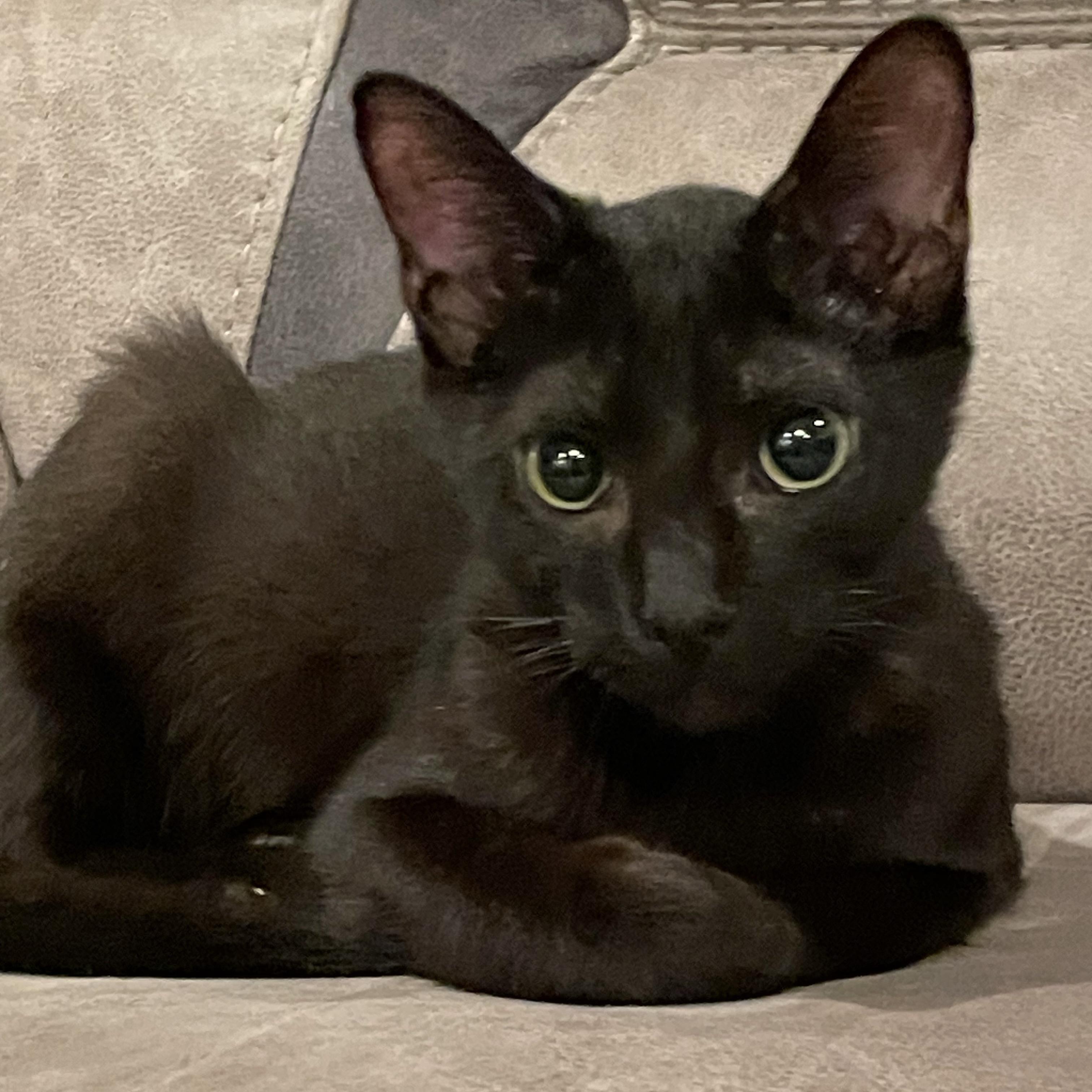 Enlarge Ampert, a Adoptable Domestic Short Hair in Bentonville, AR image 1/1