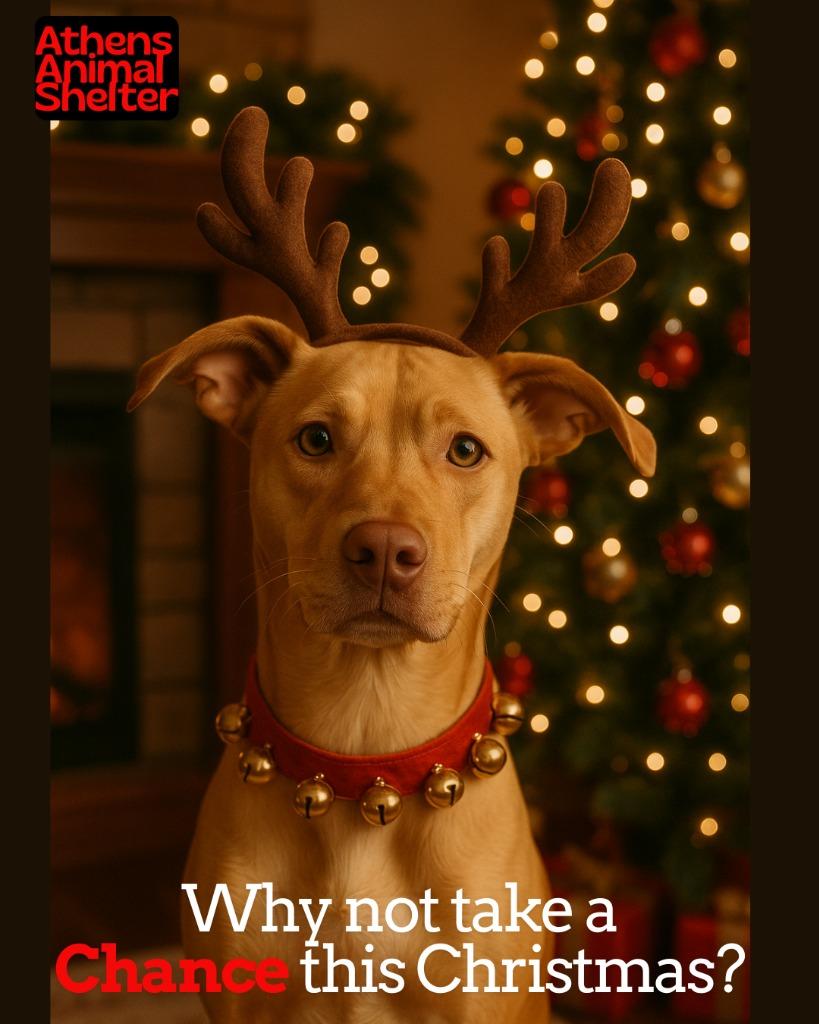 CHANCE, Adoptable, Young Female Yellow Labrador Retriever & Pit Bull Terrier.