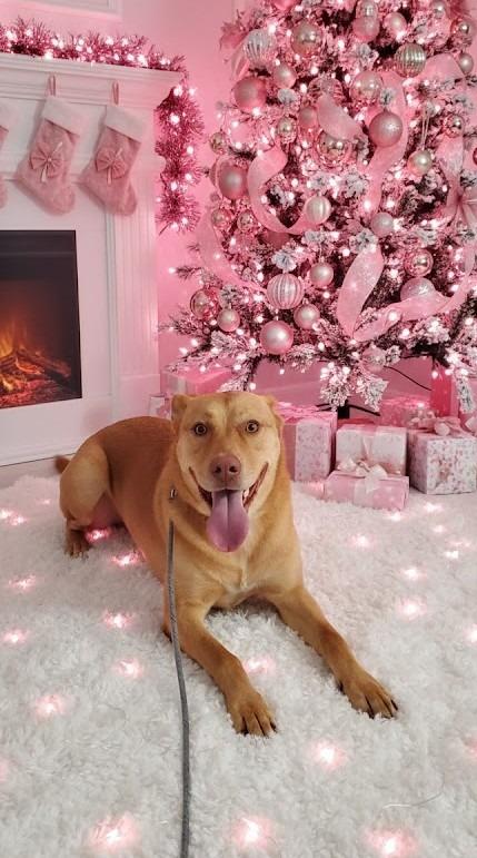 Enlarge CHANCE, a Adoptable mixed breed in Athens, AL image 2/3