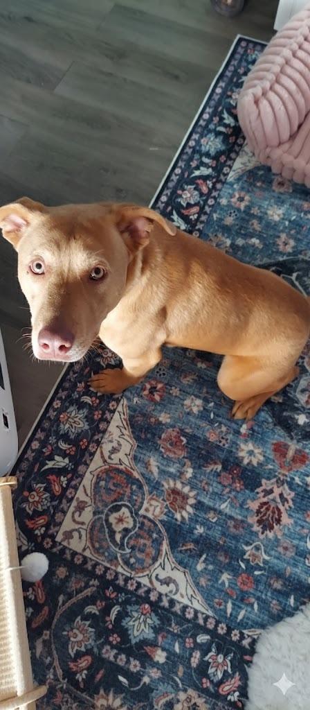 Enlarge CHANCE, a Adoptable mixed breed in Athens, AL image 3/3