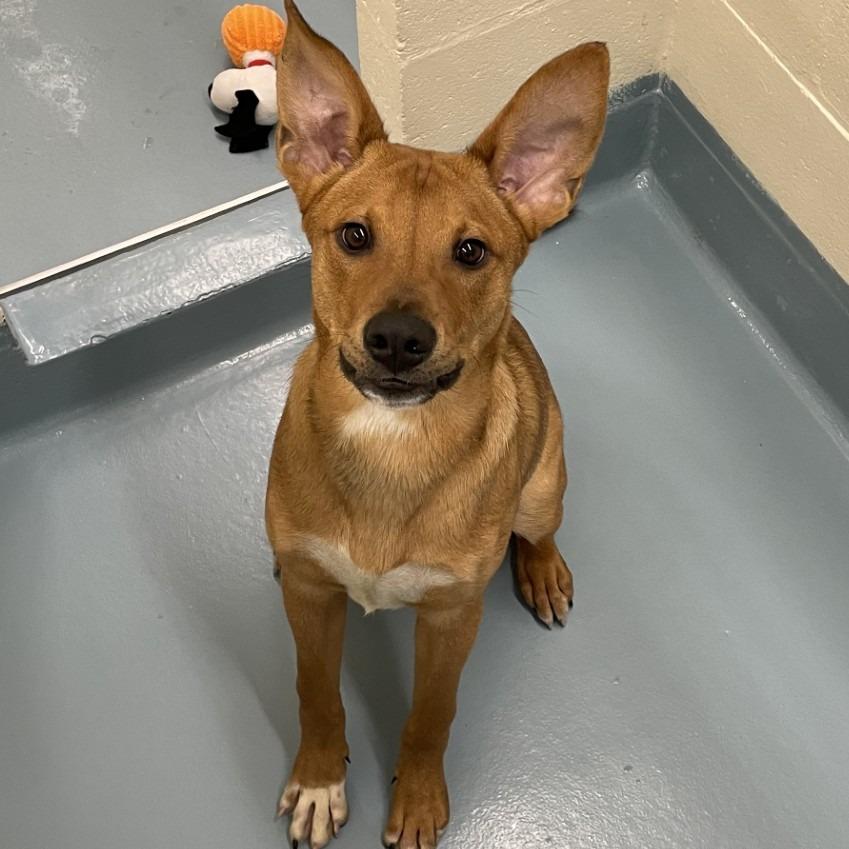 Jabarkus, Adoptable, Puppy Male Mixed Breed.