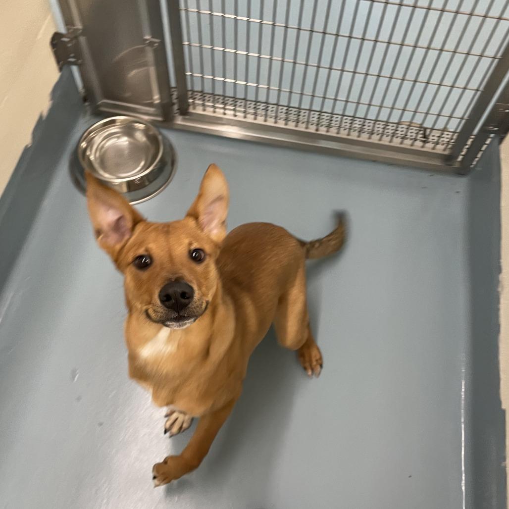Enlarge Jabarkus, a Adoptable Mixed Breed in Brockton, MA image 2/6