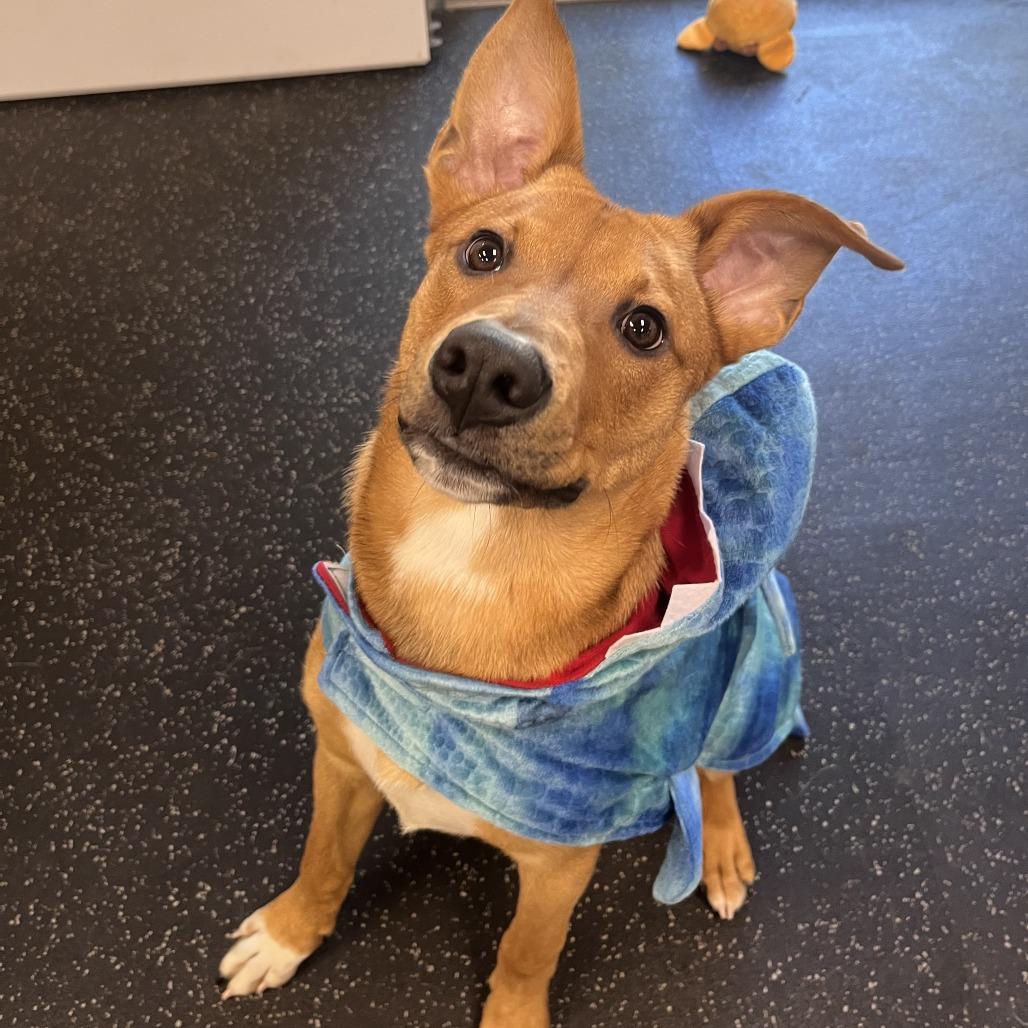 Enlarge Jabarkus, a Adoptable Mixed Breed in Brockton, MA image 3/6