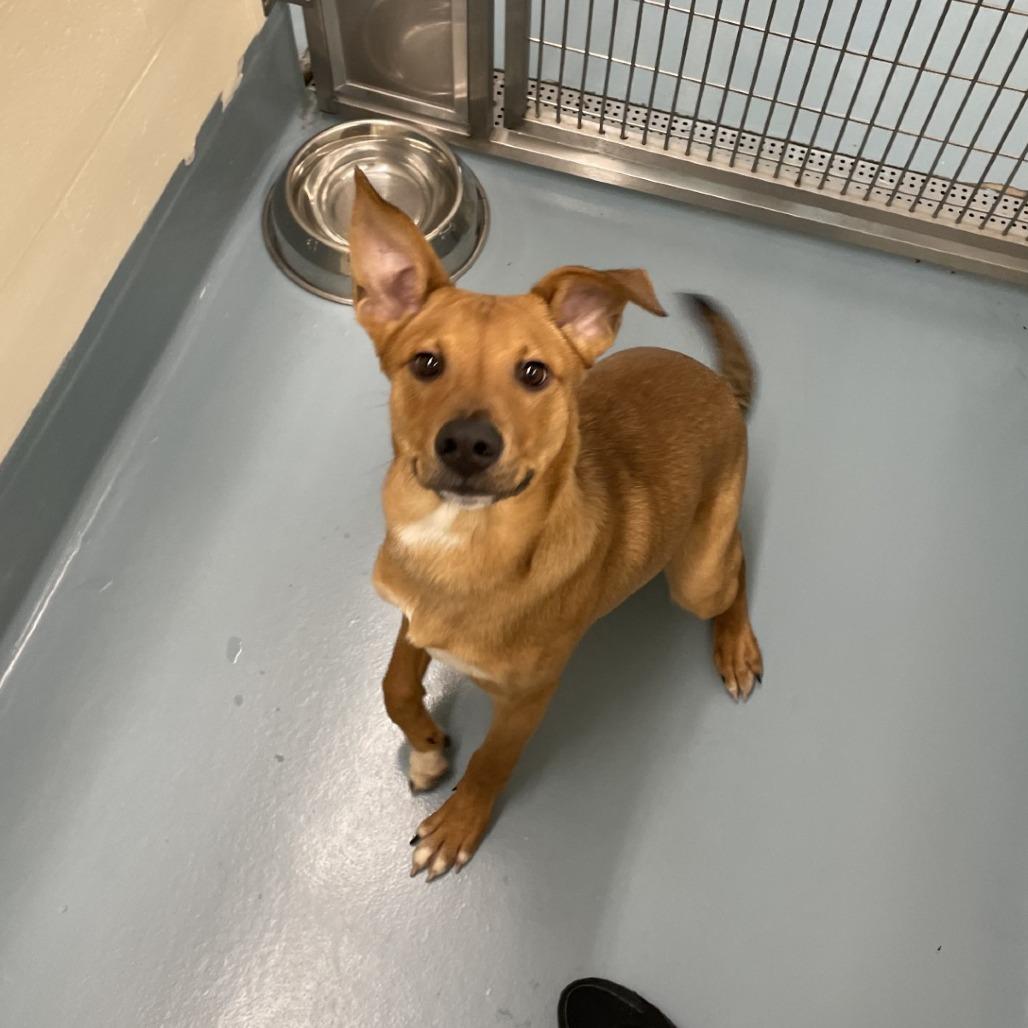 Enlarge Jabarkus, a Adoptable Mixed Breed in Brockton, MA image 4/6