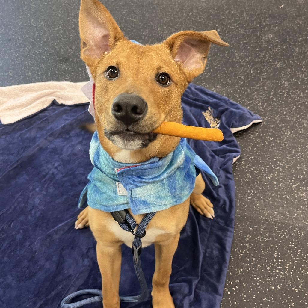 Enlarge Jabarkus, a Adoptable Mixed Breed in Brockton, MA image 5/6