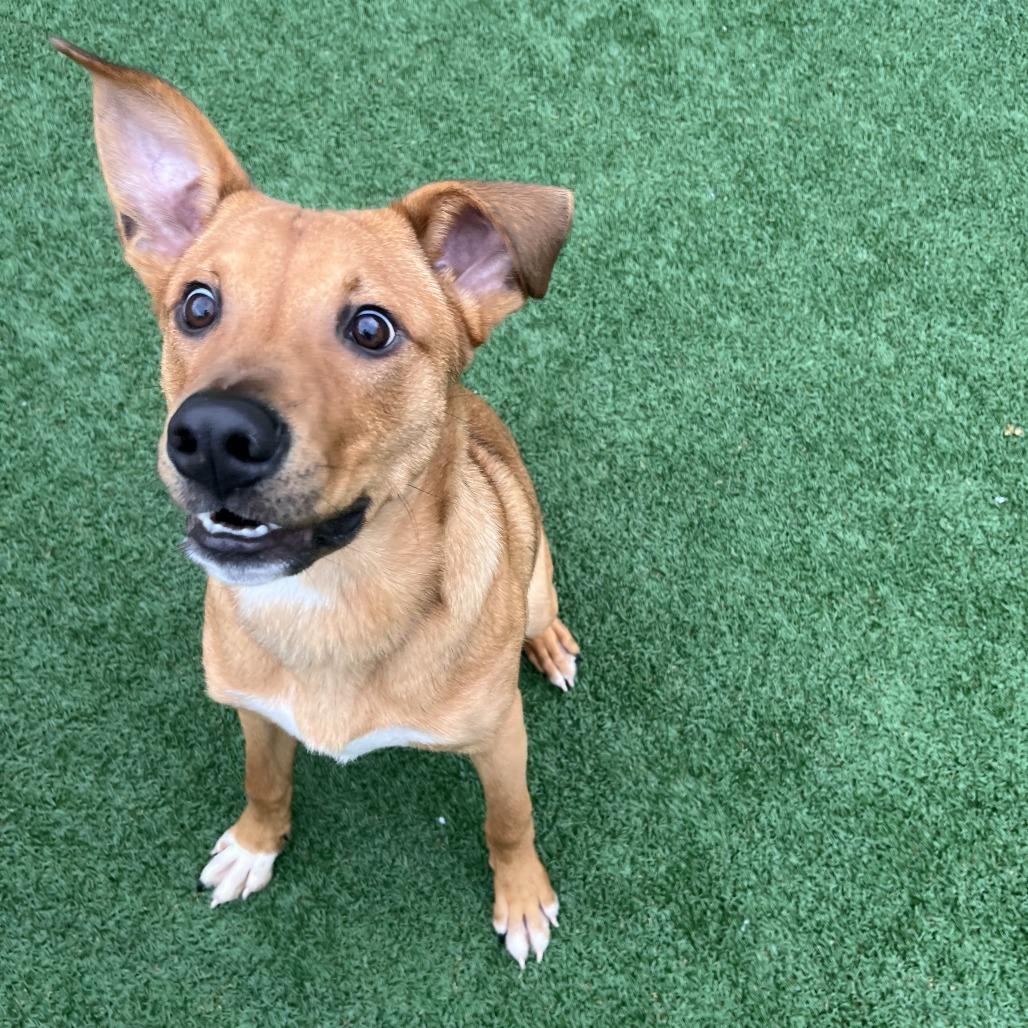 Enlarge Jabarkus, a Adoptable Mixed Breed in Brockton, MA image 6/6